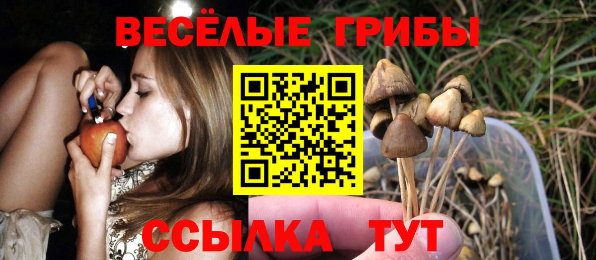 Галлюциногенные грибы Psilocybine cubensis Минусинск